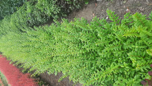Bild von Ligustrum